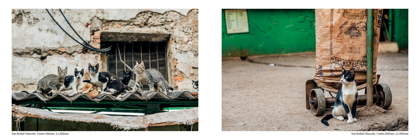 The Cats of Cuba