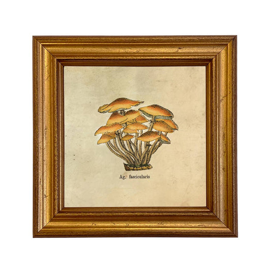 Ag. Fascicularis Mushroom Vintage Style Illustration Print